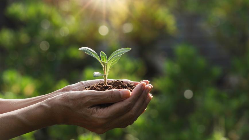 hands holding a small tree